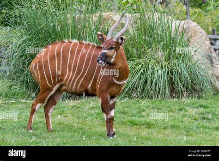 Bongo