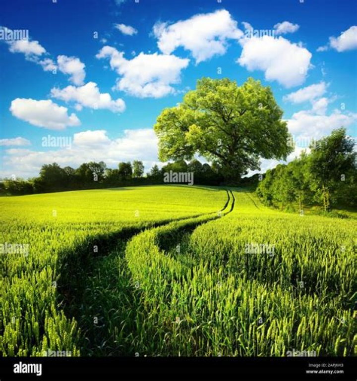 Fields
