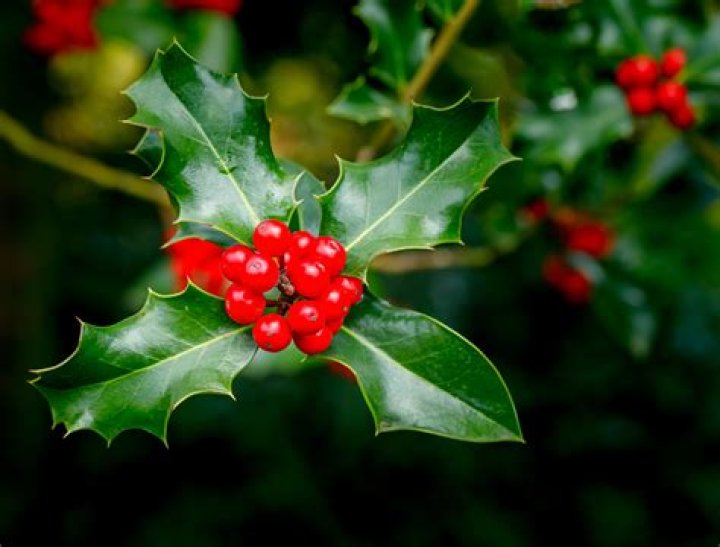 Holly