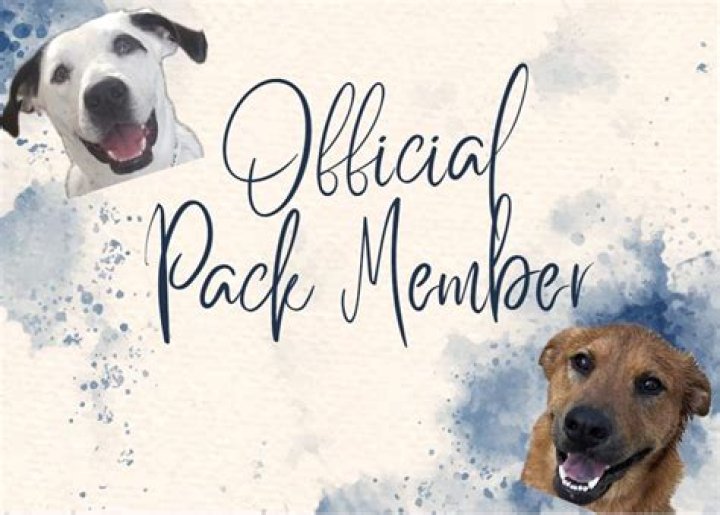 Pack Member
