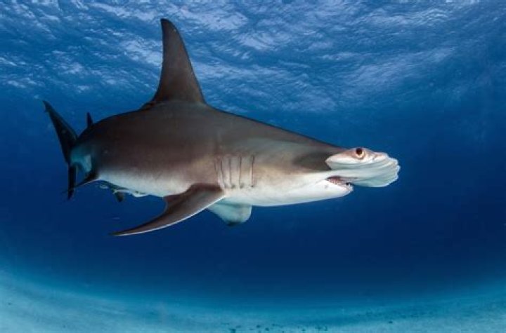 Requin