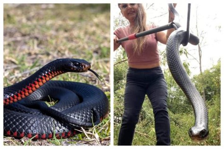 Ringworm Black / Snake
