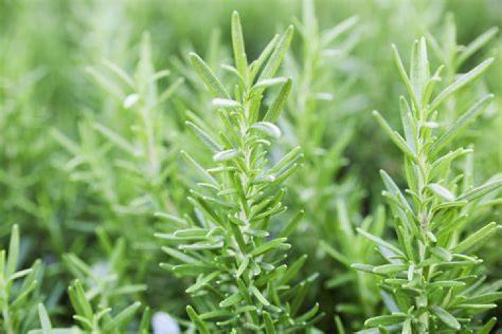 Rosemary's Girl Friend