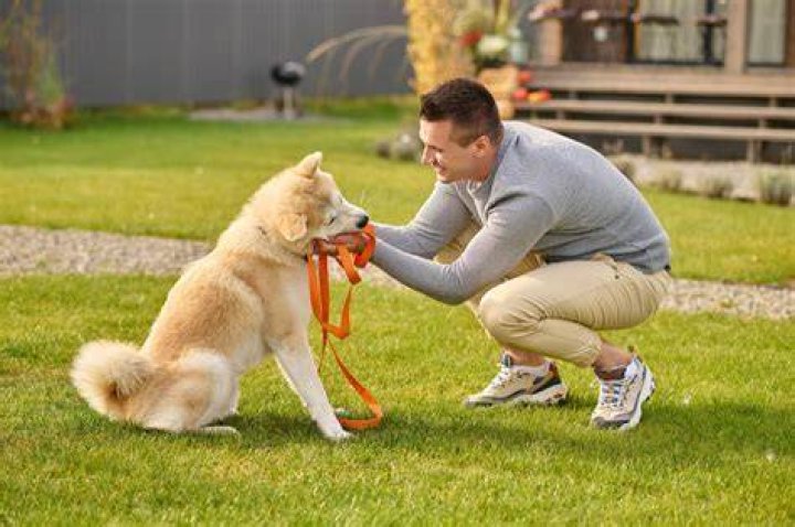 The Animal Trainer